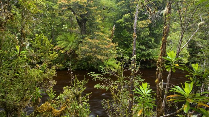Les forêts épargnées en Tasmanie